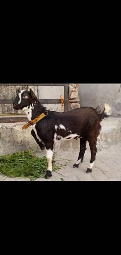 Bakra 8 month ka ha Bakri 6 dant ha Exchange possible shok walki chez