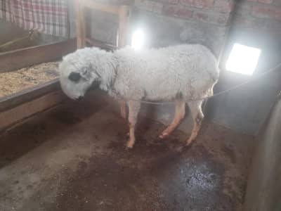 one D face Female for sale in v low price