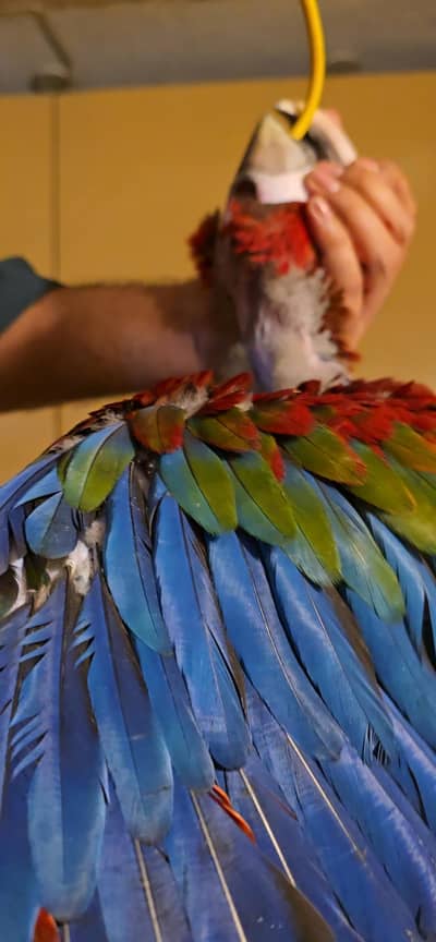 Green wing macaw baby chick for sale