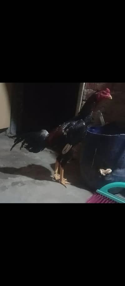 Burmi X Pakoya . Patha. Healthy And Active