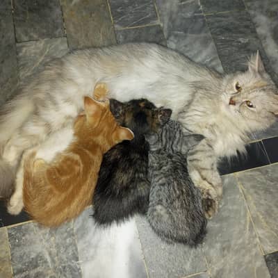 5 Beautiful Semi-Persian double coat kittens