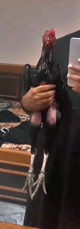 aseel murgah burmi backfooter