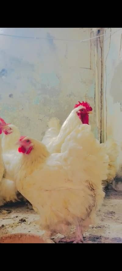 White heave cochin buff 1+6 available in lahore