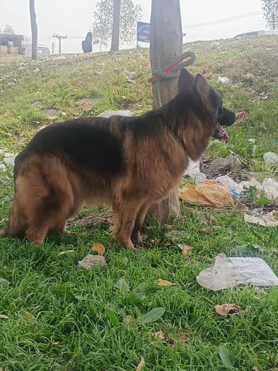 GSD King Size Female available