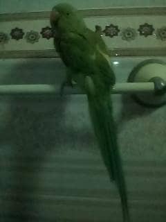 male female confrm nai