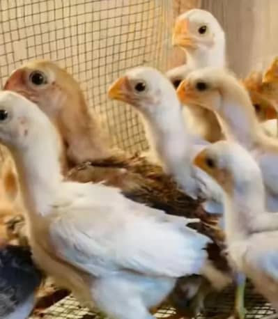 Parrot beak Chicks Available 03430047561