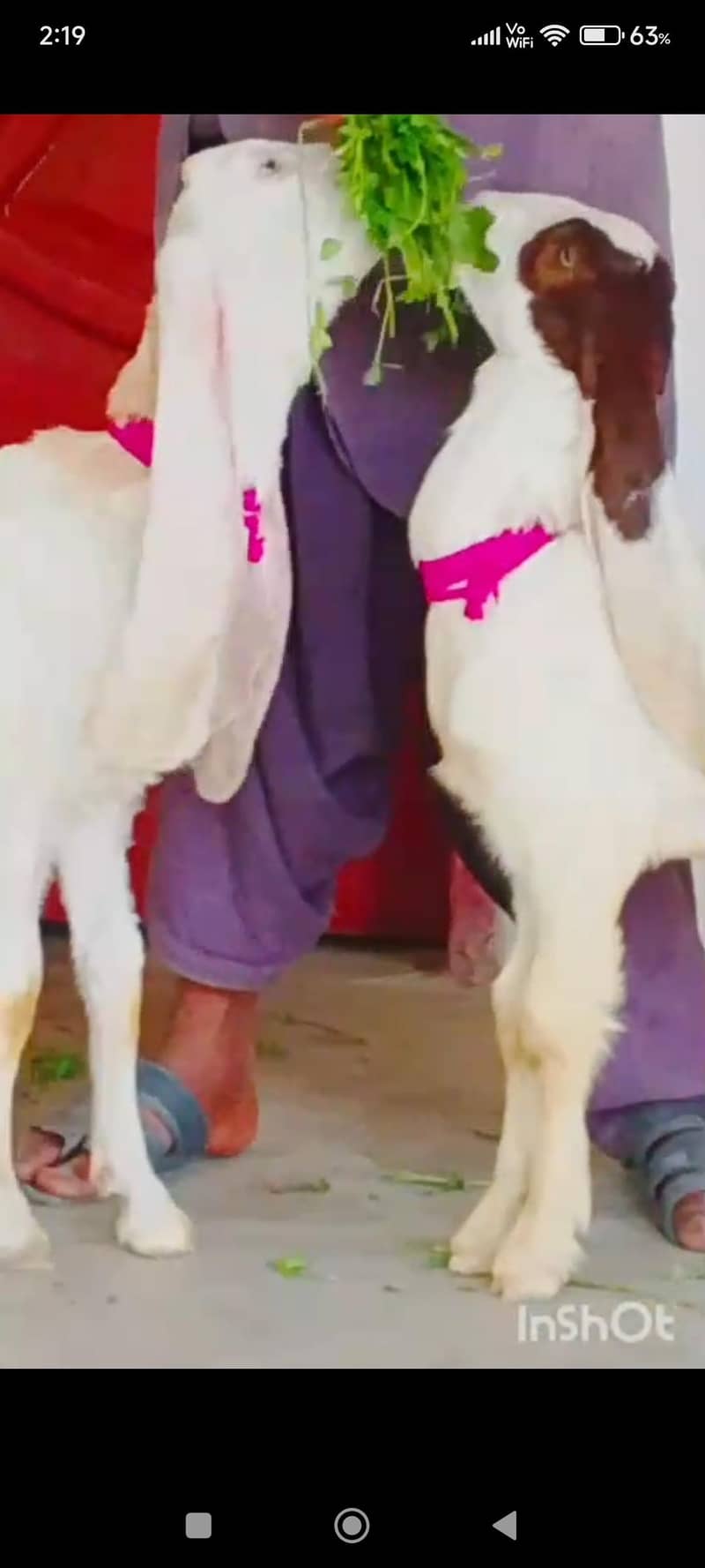 Bakri 4
