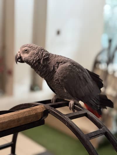 Grey Parrot Male