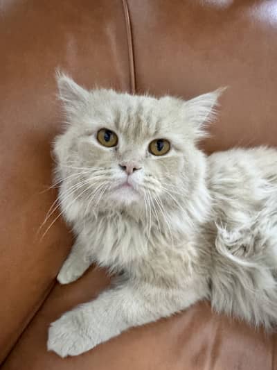 Cream Male Persian Cat