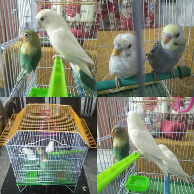 Lovebirds Pairs  with Cage Available for Sale