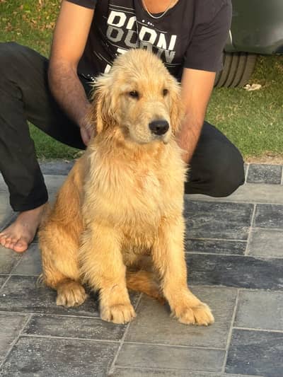 golden retriever puppy American Golden retevier pair pedigree