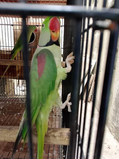 Alexander pair sale with new cage and breeding box