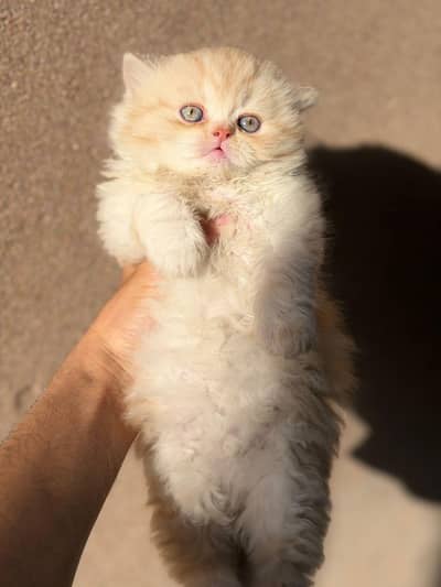 pure Persian kitten for sale