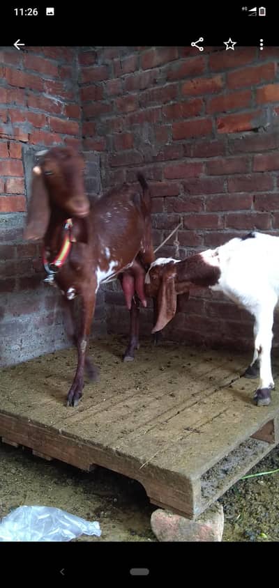 dasi bakri dodh vali