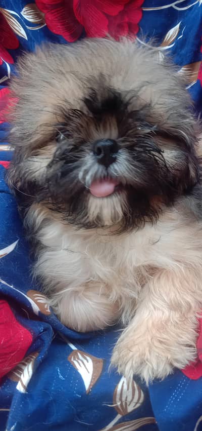 Shih Tzu Female Puppy  1.5 Months Old    Very Cute