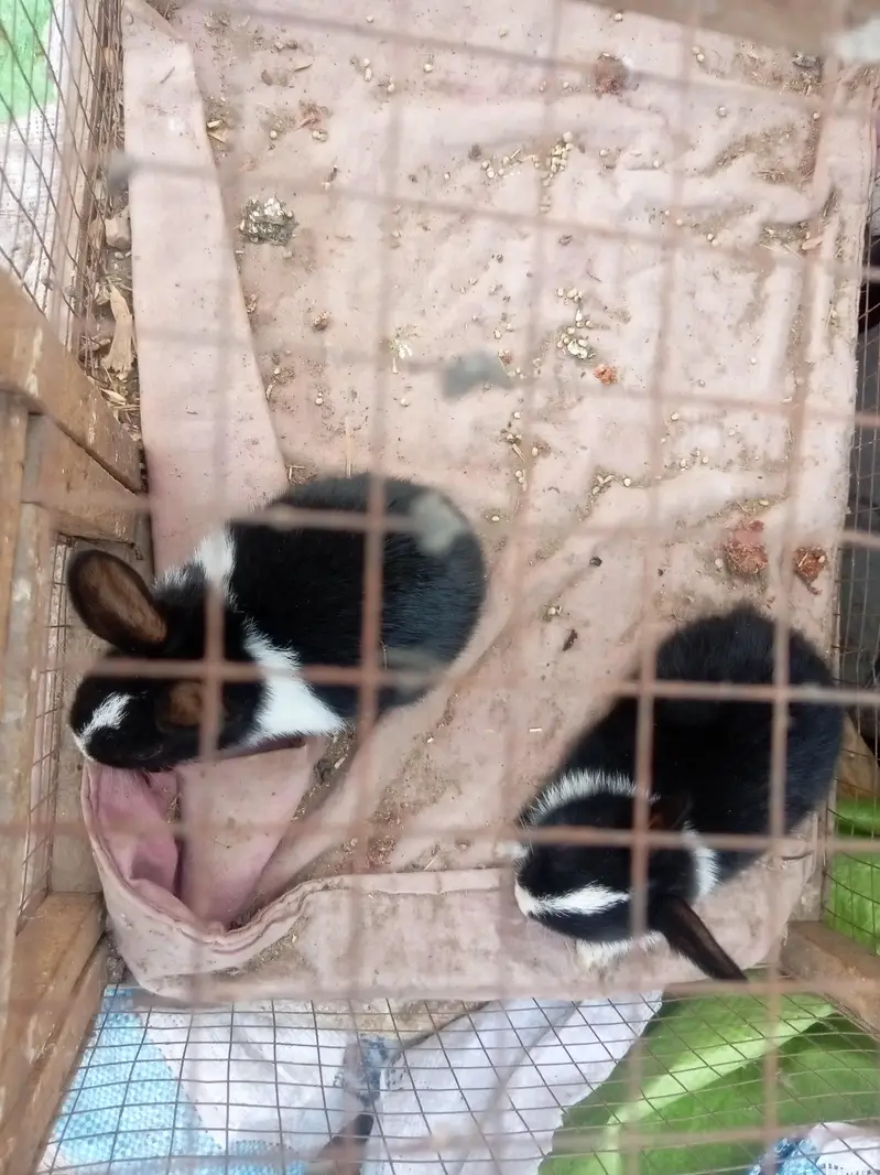 Rabbit baby bunny — photo 5
