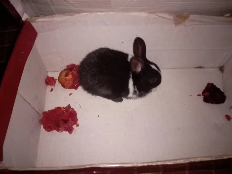 Rabbit baby bunny — photo 7