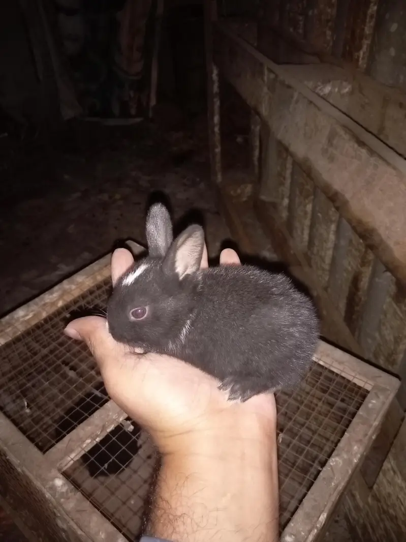 Rabbit baby bunny — photo 4