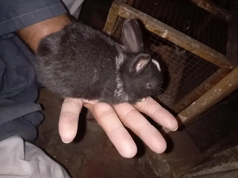 Rabbit baby bunny — photo 8