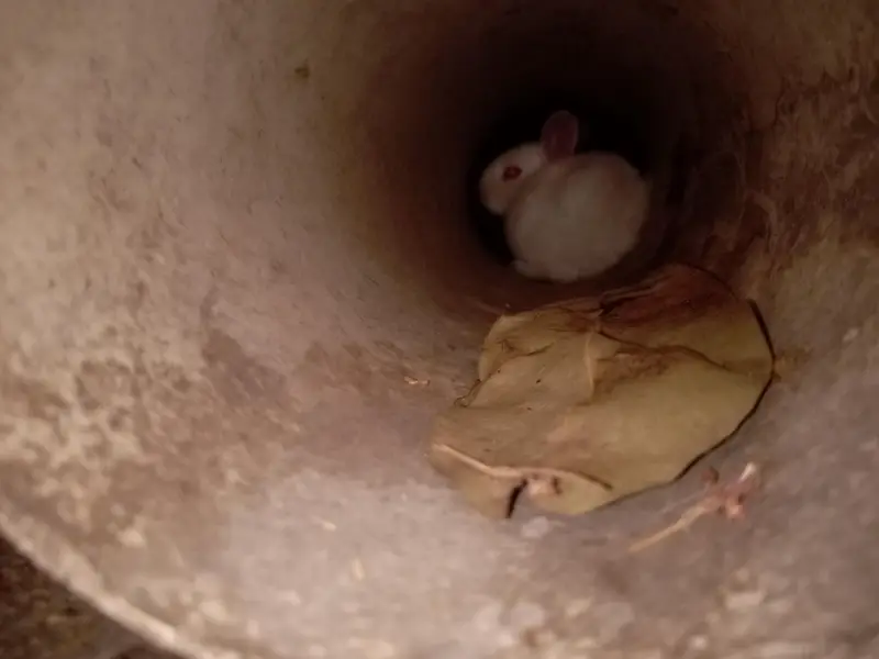 Rabbit baby bunny — photo 9