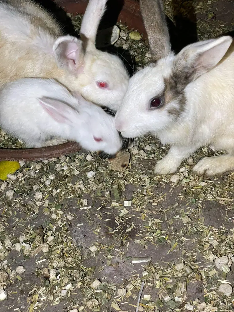 Rabbit baby bunny — photo 2