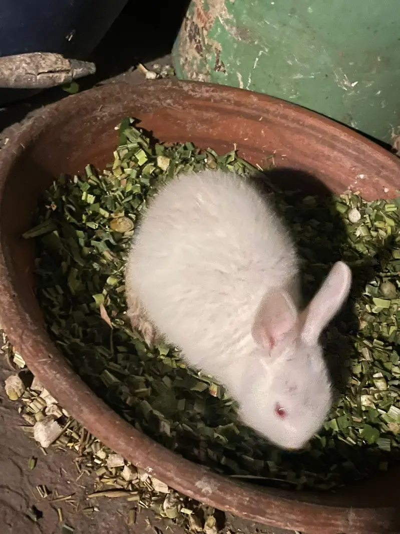 Rabbit baby bunny — photo 3