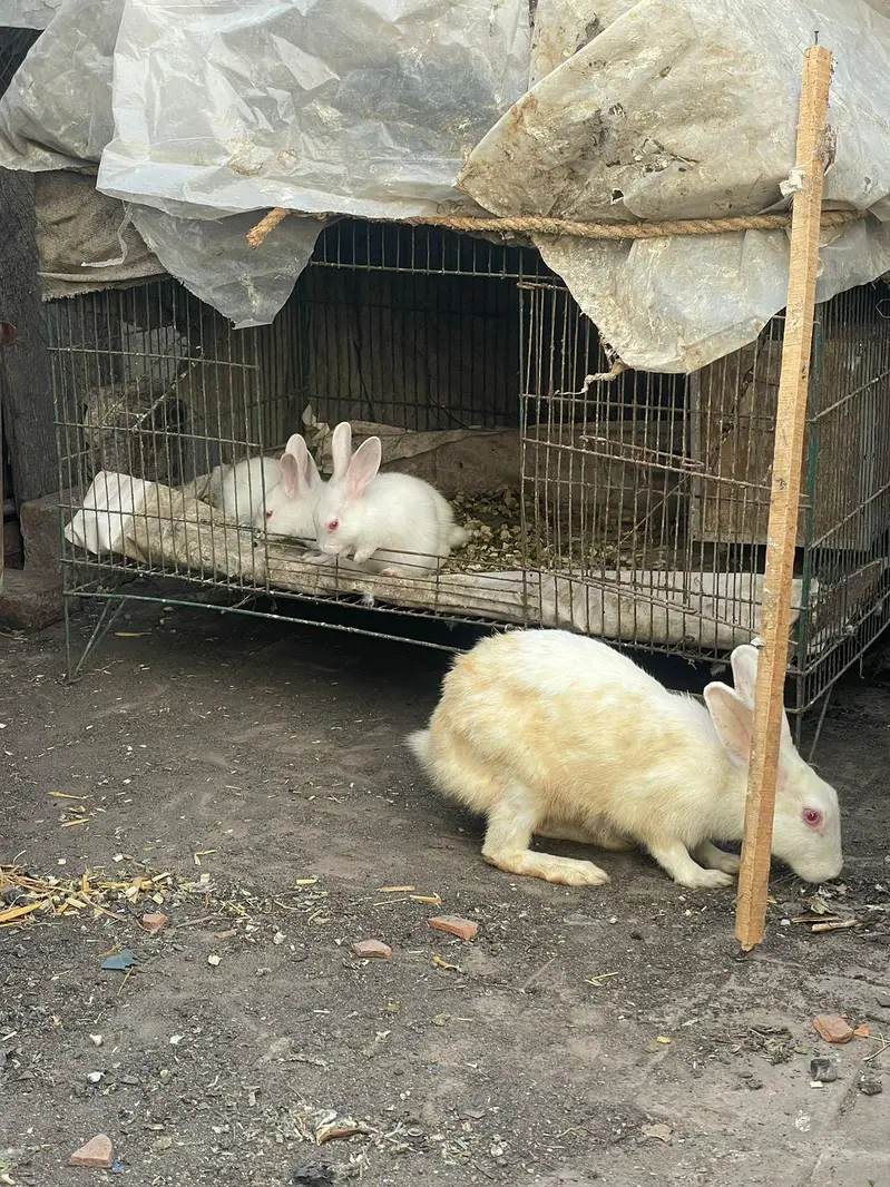Rabbit baby bunny — photo 10