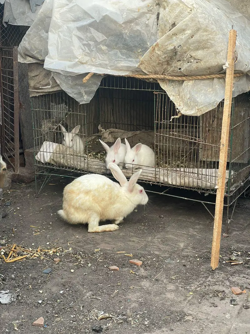 Rabbit baby bunny — photo 11