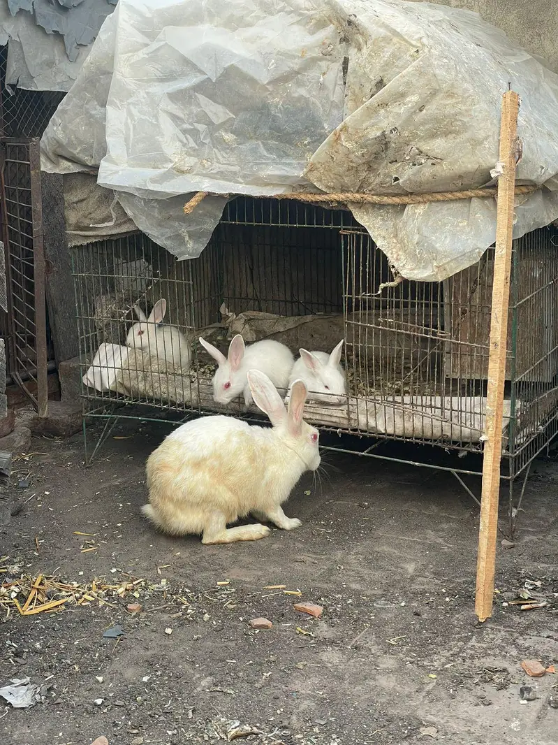 Rabbit baby bunny — photo 12