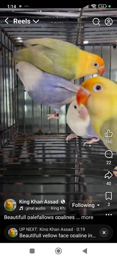 Best quality pel fellow opline parblue available