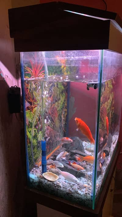 Fish aquarium