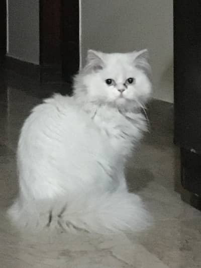 Persian Cat Triple Coat
