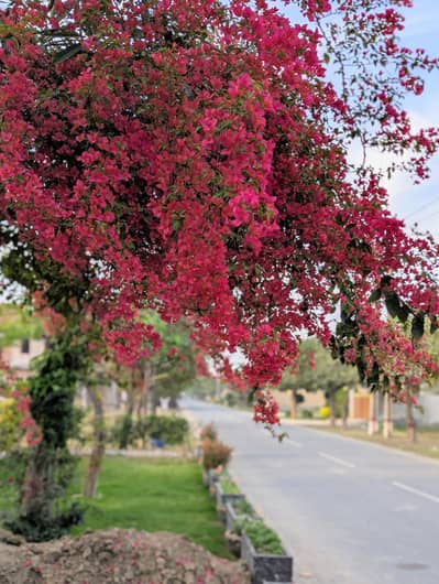 need baby sitter girl