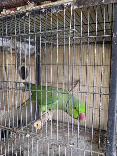 ringneck breeder pair