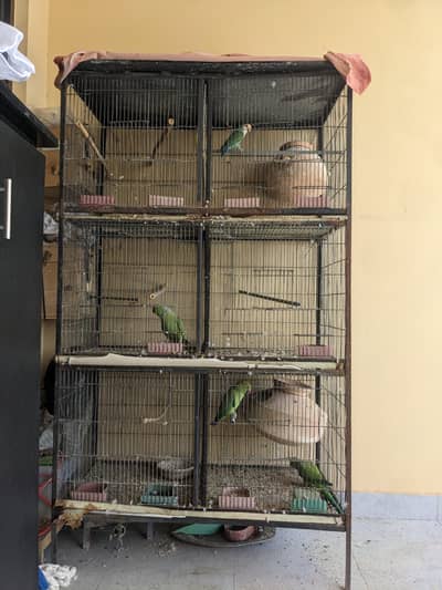 ringneck breeder pairs