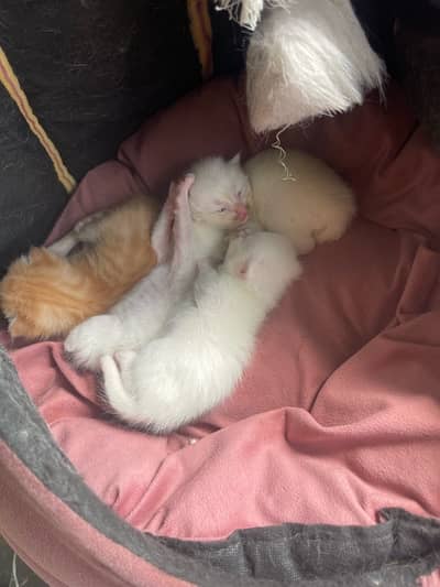 Persian Kittens Available for Booking