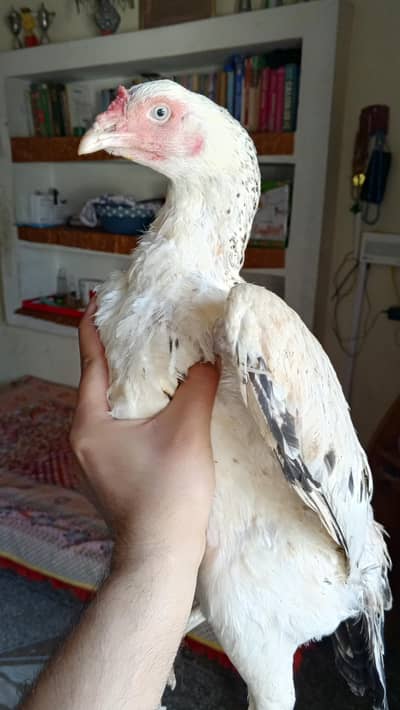 aseel meawali female