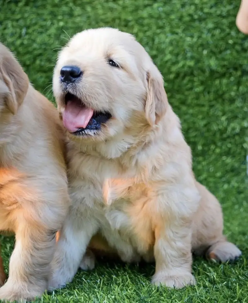 golden retriver puppy for sale — photo 2