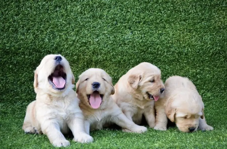 golden retriver puppy for sale — photo 3