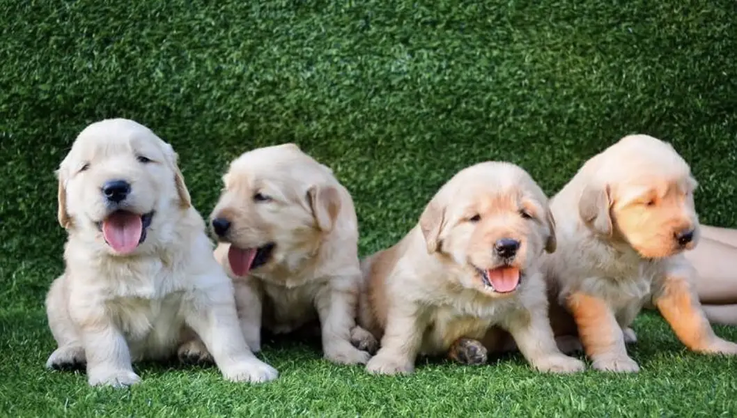 golden retriver puppy for sale — photo 4