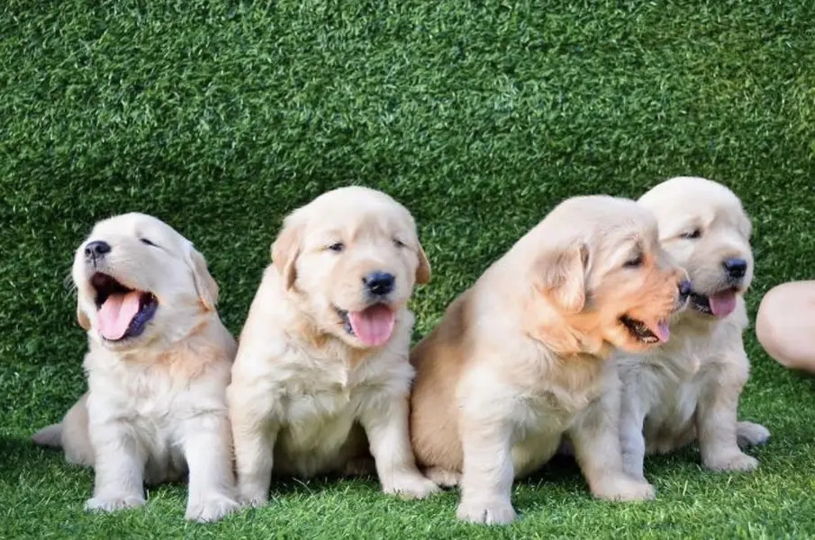 golden retriver puppy for sale — photo 5