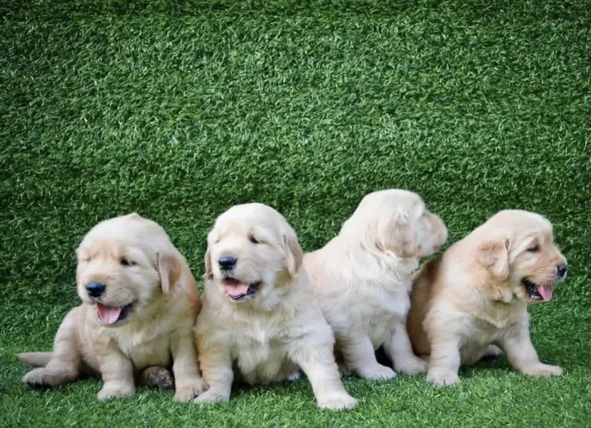 golden retriver puppy for sale — photo 6
