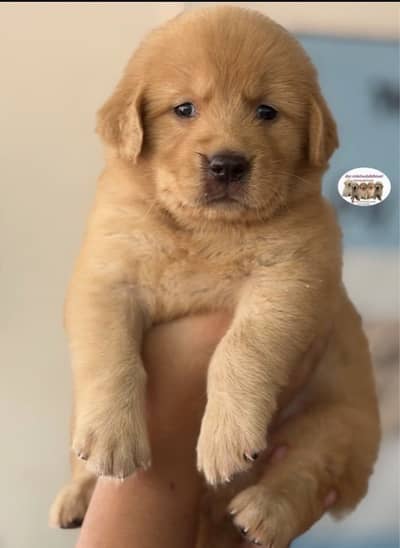 golden retriever puppy for sale