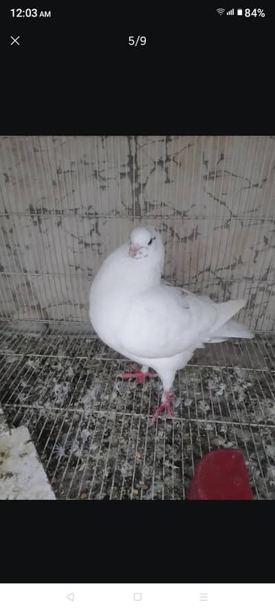 high Quality Modrina Male & hand tame male available
