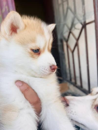 Alaskan Malamute female pup