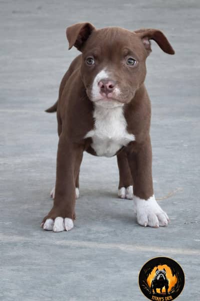 American Bullies and Pitbull Puppies Available