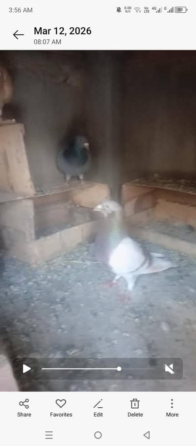 03078124609 Whatsapp num