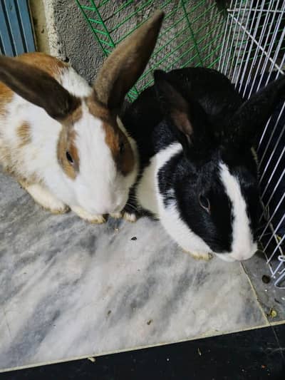 for sale rabbit pair