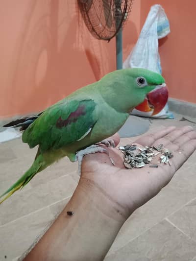 kashmeri Raw patha talking start