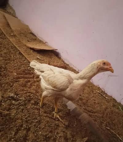 paper wight hera home bread